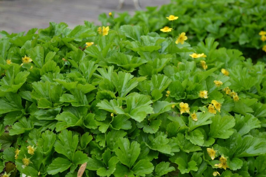 Teppich-Golderdbeere Waldsteinia ternata 5-10 Topf 9x9 cm (P9) Waldsteinia ternata