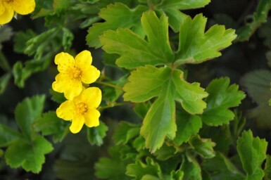 Teppich-Golderdbeere Waldsteinia ternata 5-10 Topf 9x9 cm (P9) Waldsteinia ternata