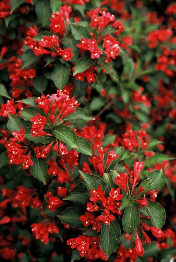 Weigelie Weigela 'Red Prince' Strauch 40-60 Topf 10 ltr. (C10) Weigela 'Red Prince' Strauch 40-60 cm