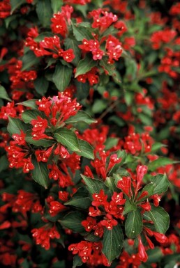 Weigelie Weigela 'Red Prince' Strauch 80-100 Topf 12 ltr. (C12) Weigela 'Red Prince' Strauch 80-100 cm