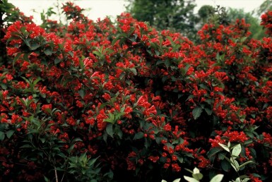 Weigelie Weigela 'Red Prince' Strauch 30-40 Topf 3 ltr. (C3)