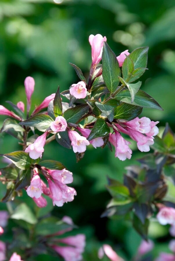 Weigelie Weigela florida 'Foliis Purpureis' Strauch 40-50 Topf 10 ltr. (C10) Weigela florida 'Foliis Purpureis' Strauch 40-50 cm