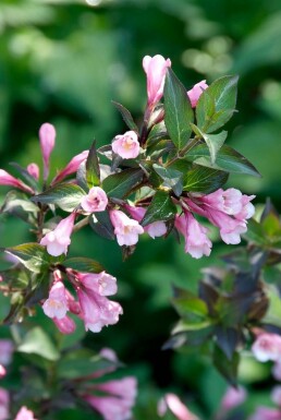 Weigelie Weigela florida 'Foliis Purpureis' Strauch 40-50 Topf 10 ltr. (C10) Weigela florida 'Foliis Purpureis' Strauch 40-50 cm