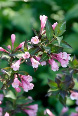 Weigelie Weigela florida 'Foliis Purpureis' Strauch 30-40 Topf 3 ltr. (C3)