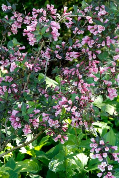 Weigelie Weigela florida 'Foliis Purpureis' Topf Heijnen Pflanzen