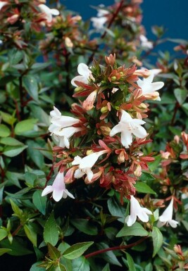 Großblumige Abelie Abelia grandiflora Topf Abelia grandiflora Strauch
