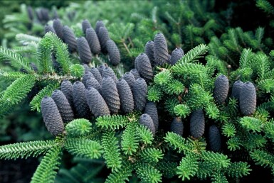 Korea-Tanne Abies koreana Topf Abies koreana Strauch