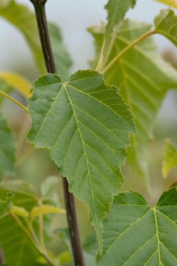 Davids-Ahorn Acer davidii Topf Acer davidii Strauch
