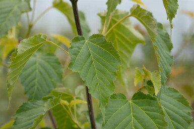 Davids-Ahorn Acer davidii Topf Acer davidii Strauch
