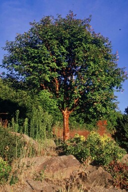 Zimtahorn Acer griseum Topf Acer griseum Strauch