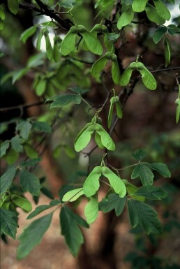 Zimtahorn Acer griseum Topf Acer griseum Strauch