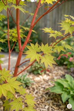 Acer palmatum Strauch 300-350 cm C1040