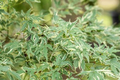 Japanischer Ahorn Acer palmatum 'Butterfly' Topf Acer palmatum 'Butterfly' Strauch
