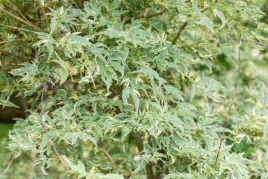Japanischer Ahorn Acer palmatum 'Butterfly' strauch 100-125 C35 Acer palmatum 'Butterfly' Strauch 100-125 cm
