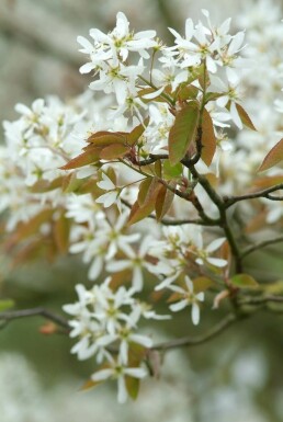Kupfer-Felsenbirne Amelanchier lamarckii Topf Amelanchier lamarckii Strauch