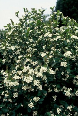 Schwarzfrüchtige Apfelbeere Aronia melanocarpa Topf Aronia melanocarpa Strauch
