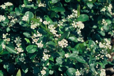 Schwarzfrüchtige Apfelbeere Aronia melanocarpa Topf Aronia melanocarpa Strauch