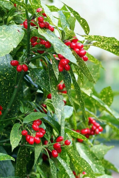 Japanische Aukube 'Variegata' Aucuba japonica 'Variegata' strauch 20-25 C2 Aucuba japonica 'Variegata' Strauch 20-25 cm