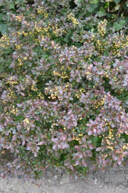 Zwerg-Blutberberitze Berberis thunbergii 'Atropurpurea Nana' Topf Berberis thunbergii 'Atropurpurea Nana' Strauch