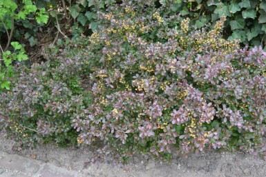 Zwerg-Blutberberitze Berberis thunbergii 'Atropurpurea Nana' Topf Berberis thunbergii 'Atropurpurea Nana' Strauch