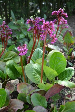 Garten-Bergenie Bergenia cordifolia Topf Bergenia cordifolia