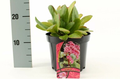 Garten-Bergenie Bergenia cordifolia Topf Bergenia cordifolia