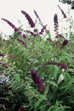 Schmetterlingsstrauch BuddleJa davidii 'Black Knight' Topf Buddleja davidii 'Black Knight' Strauch