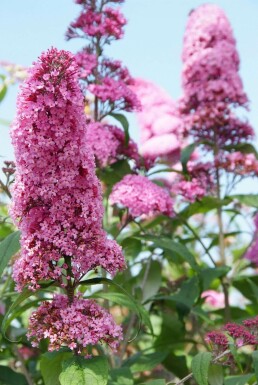 Schmetterlingsflieder BuddleJa davidii 'Pink Delight' Topf Buddleja davidii 'Pink Delight' Strauch