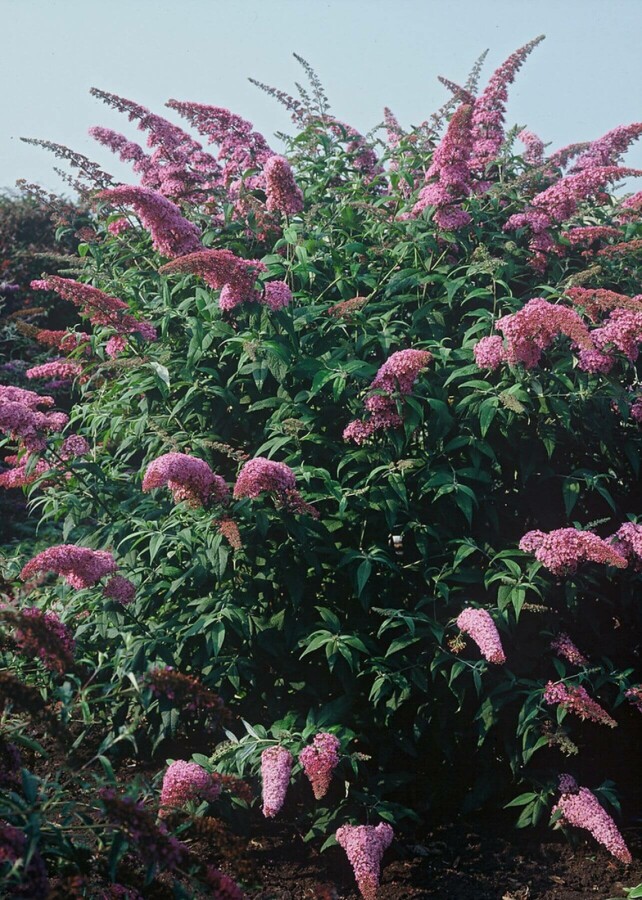 Schmetterlingsflieder 'Pink Delight' Buddleja davidii 'Pink Delight' strauch 30-40 C2 Buddleja davidii 'Pink Delight' Strauch 30-40 cm