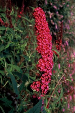 Schmetterlingsstrauch BuddleJa davidii 'Royal Red' Topf Buddleja davidii 'Royal Red' Strauch