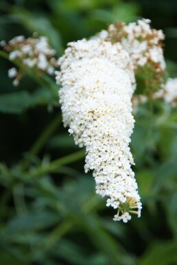 Schmetterlingsflieder BuddleJa davidii 'White Profusion' Topf Buddleja davidii 'White Profusion' Strauch