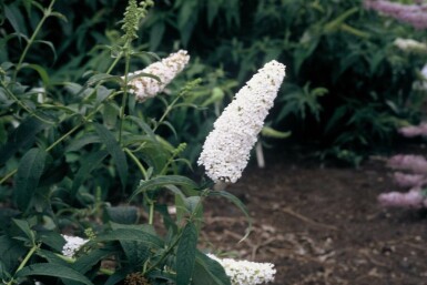 Schmetterlingsflieder BuddleJa davidii 'White Profusion' Topf Buddleja davidii 'White Profusion' Strauch