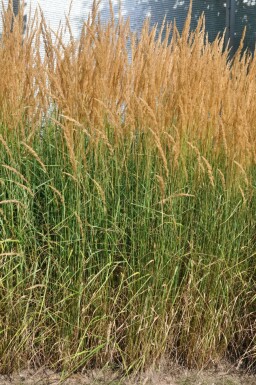 Calamagrostis acutiflora 'Karl Foerster'