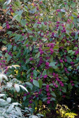 Schönfrucht Callicarpa bodinieri 'Profusion' Topf Callicarpa bodinieri 'Profusion' Strauch