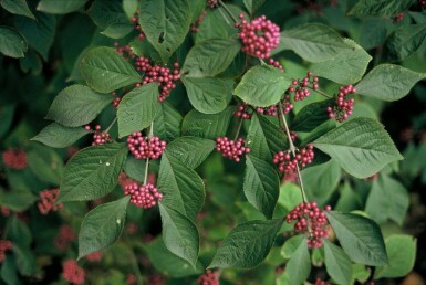 Schönfrucht Callicarpa bodinieri 'Profusion' Topf Callicarpa bodinieri 'Profusion' Strauch