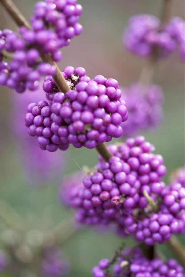 Schönfrucht 'Profusion' Callicarpa bodinieri 'Profusion' strauch 20-30 C2,5 Callicarpa bodinieri 'Profusion' Strauch 20-30 cm