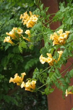 Gelbe Klettertrompete Campsis radicans 'Flava' Topf Campsis radicans 'Flava' Strauch