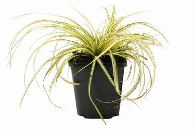 Japan-Gold-Segge Carex oshimensis 'Evergold' Topf Carex oshimensis 'Evergold'