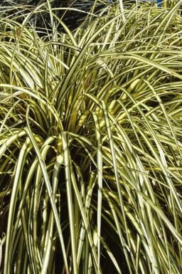 Japan-Gold-Segge Carex oshimensis 'Evergold' Topf Carex oshimensis 'Evergold'