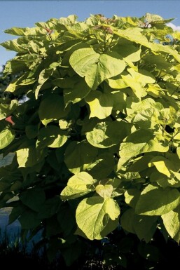 Gold-Trompetenbaum Catalpa bignonioides 'Aurea' Topf Catalpa bignonioides 'Aurea' Strauch