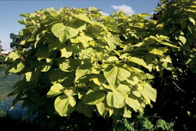 Gold-Trompetenbaum Catalpa bignonioides 'Aurea' Topf Catalpa bignonioides 'Aurea' Strauch