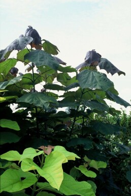 Blut-Trompetenbaum Catalpa erubescens 'Purpurea' Topf Catalpa erubescens 'Purpurea' Strauch