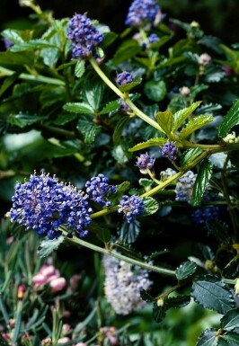 Kriechende Säckelblume Ceanothus thyrsiflorus 'Repens' Topf Ceanothus thyrsiflorus 'Repens' Strauch