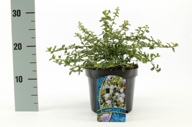 Kriechende Säckelblume Ceanothus thyrsiflorus 'Repens' Topf Ceanothus thyrsiflorus 'Repens' Strauch