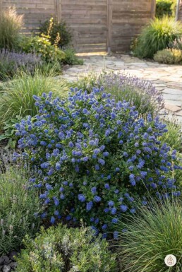 Ceanothus thyrsiflorus 'Repens' Strauch