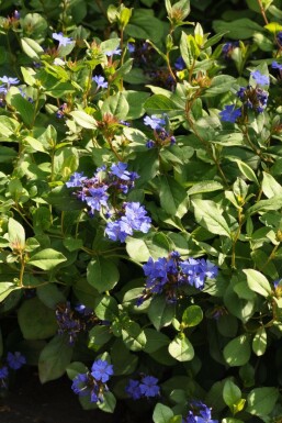 Chinesische Bleiwurz Ceratostigma plumbaginoides Topf Ceratostigma plumbaginoides