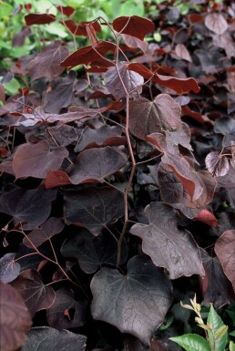 Amerikanischer Judasbaum Cercis canadensis 'Forest Pansy' Topf Cercis canadensis 'Forest Pansy' Strauch