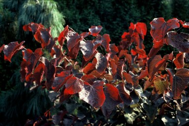 Amerikanischer Judasbaum Cercis canadensis 'Forest Pansy' Topf Cercis canadensis 'Forest Pansy' Strauch