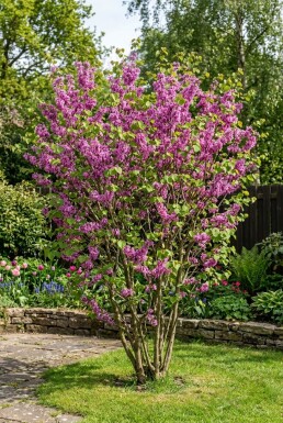 Cercis chinensis 'Avondale' Strauch 50-60 cm