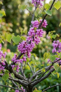 Cercis chinensis 'Avondale' Strauch 50-60 cm